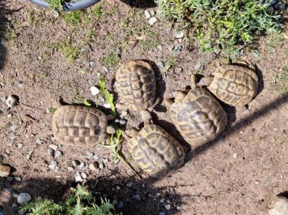 5 griechische Landschildkröten