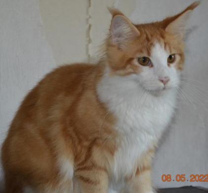 Maine Coon Youngster in red tabby w white mit Stammbaum