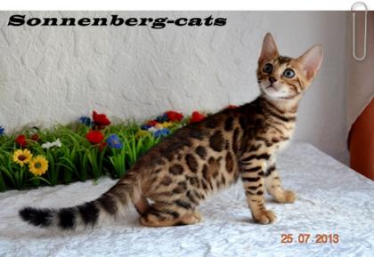 Bengal Kitten