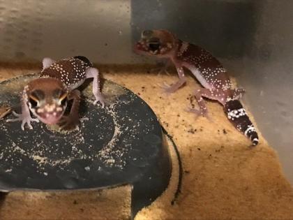 Australischer Dickschwanzgecko/Bellende Geckos/ Underwoodisaurus millii abzugeben, NZ 2023, besond