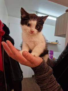 Bauerhofkitten suchen Zuhause, katzen, Kater, kitten