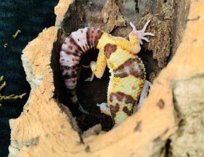 Leopardengecko Snake Eye
