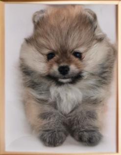 Pomeranian Welpe Bärchentyp/Boo vom Züchter mit Papieren