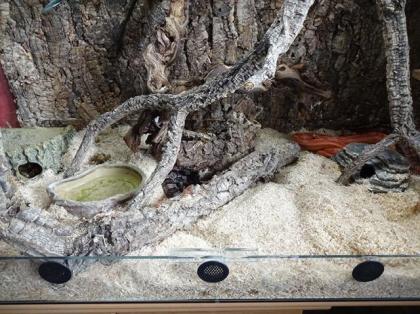 Schönes Glas Terrarium Rep Guard gesteuert Kornnattern etc.