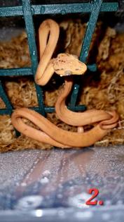 0. 0. 5 Corallus hortulanus