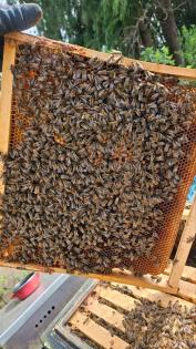 Bienenvolk, Wirtschaftsvolk