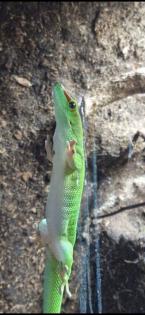 Madagaskar Taggecko inkl. Terrarium