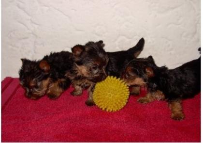 Yorkshire-Terrier