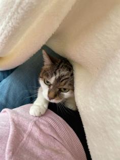 Kater oder Katze für meine Katze Mini 9 Jahre