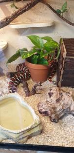 Wegen Hobbyaufgabe abzugeben - Lampropeltis Pyromelana Pyromelana