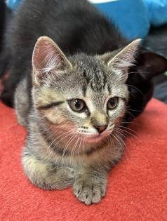 BKH/EKH Mix Kitten suchen ein zuhause