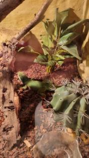 Wasseragame Päärchen