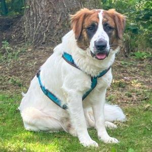 PATCH - männlich 1 Jahr 63 cm 35 kg Mix Gechipt Nicht kastriert