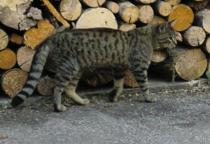 Vermisst getigerte Katze schwarz/grau/bräunlich