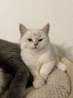 BKH kitten mit Stammbaum