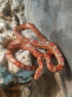 3 adulte Kornnattern Pantherophis guttatus abzugeben