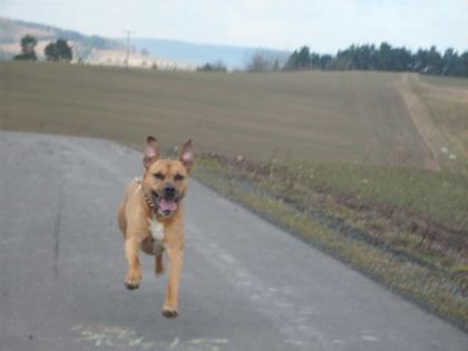 Stafford-Labrador-Mix Rüde zu Verkaufen