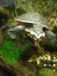 Emydura subglobosa, Rotbauch-Spitzkopfschildkröten, Wasserschildkröten