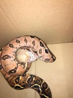2 weibliche Boa C. Imperator abzugeben 4 und 6 Jahre