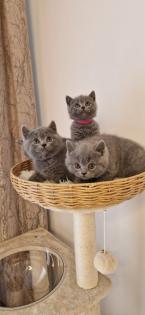 Bkh- kitten Bkh-kitten