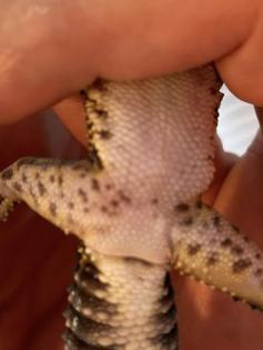 Leopardgecko Black Night, w 4. 5 Jahre