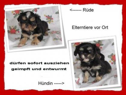 Shih Tzu Mix Welpen