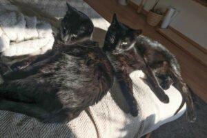 POLLY und EMI sind Geschwister, die zusammen vermittelt werden, weil sie sehr aneinander hängen