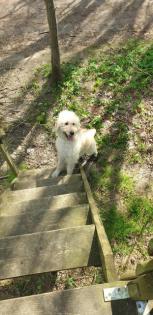 Goldendoodle Wurfankündigung