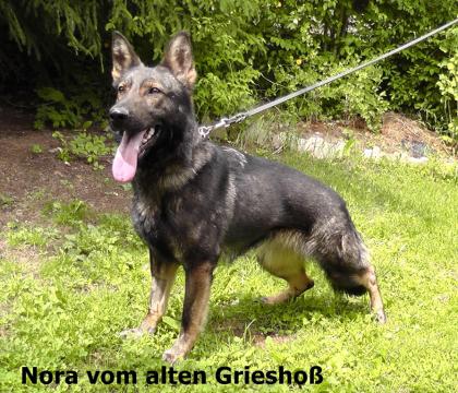 Granate für Sport oder Dienst .
