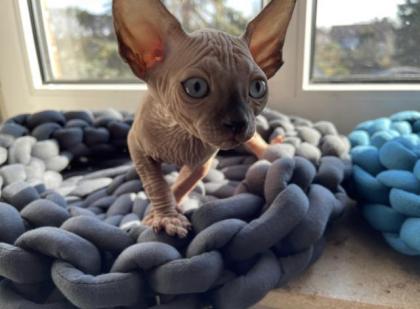 Reinrassige Canadian Sphynx Kitten mit Tasthaaren