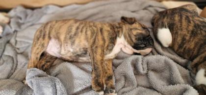Boxer OEB Mix