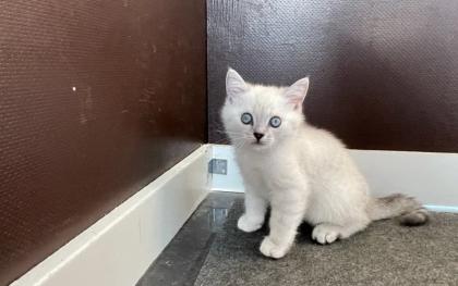 Abgabe bereite BKH blue point kitten Nur 1 männlich übrig