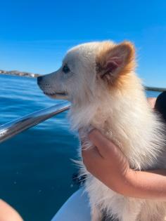 Deutscher Spitz sucht ein neues zu Hause