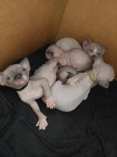 Canadian Sphynx Kitten