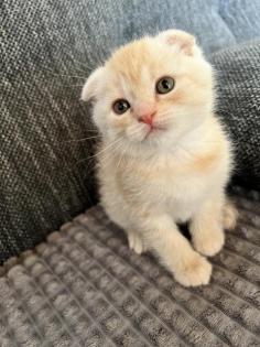 BKH Kitten Mix