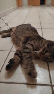 Katzen Schwestern zusammen