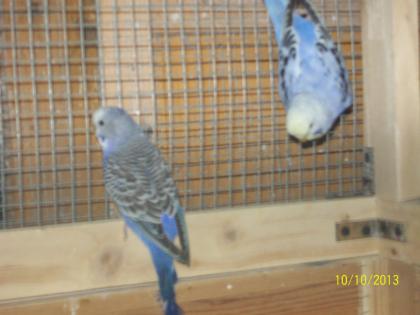 Verkaufe jungs Wellensittiche und neues Vogelzubehör