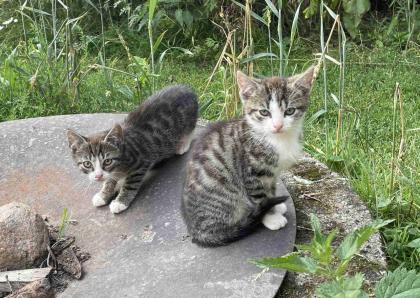 Süße kleine Katerchen in liebevolle Hände ab zu geben