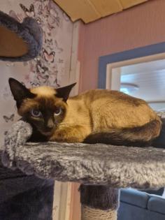 Ich möchte siam katzen ein neues zu Hause geben