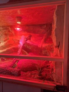 Bartagame mit Terrarium und Zubehör