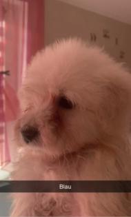 Goldendoodle Medium Samojede