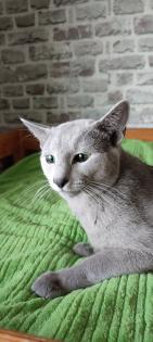 Russisch blau Kitten reinrassig 20. 11. 2024