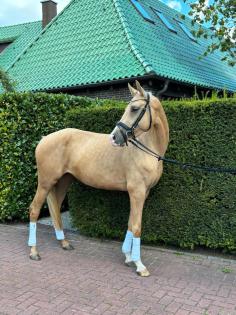 Pony, Pferd, Dressurpferd, Freizeitpferd, Stute