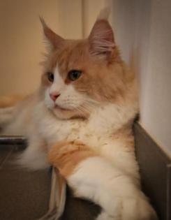 Maine Coon Deckkater mit Stammbaum Nur zum Decken