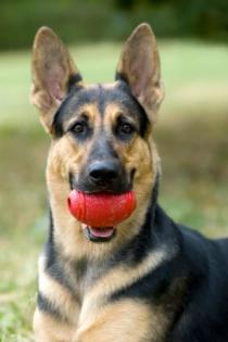 Hunde-OP Versicherung - wir bezahlen Ihren Tierarzt