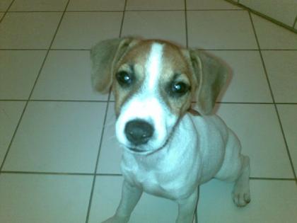 Püppi - Jack Russel langbeinig