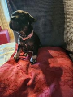 Französische Bulldoggen Baby, s