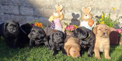 Labrador Welpen in verschiedenen Farben abzugeben