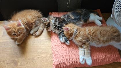 Main Coon Kitten geb. 22. 04. 2023
