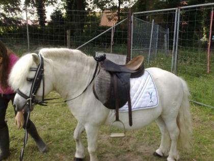 12jähriger Ponyhengst
